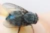 Calliphora vicina